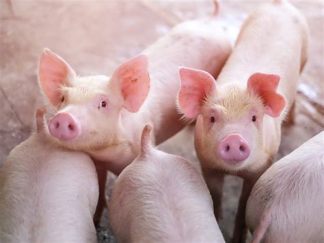 Ensuring Optimal Nutrition and Healthcare for Your Beloved Swine Companion