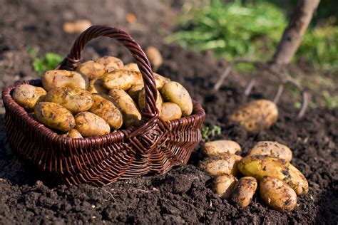 Ensuring Proper Irrigation and Nutrition for a Thriving Potato Crop