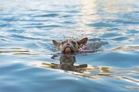 Ensuring Safety: Aquatic Security for Canines