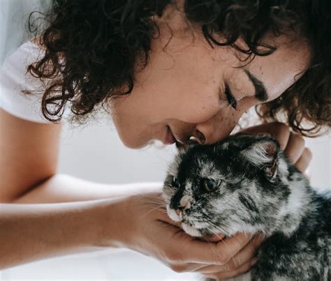 Ensuring Your Feline Companion's Contentment and Well-being: Valuable Insights into Optimal Guardianship