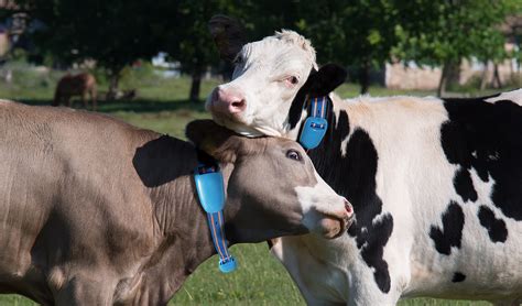 Ensuring the Well-being and Fitness of Your Cattle: Optimal Techniques
