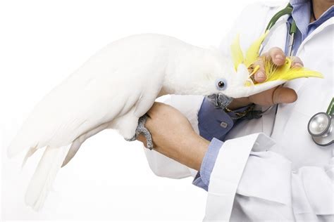 Ensuring the Well-being of Your Avian Companion: Veterinary Care and Enrichment