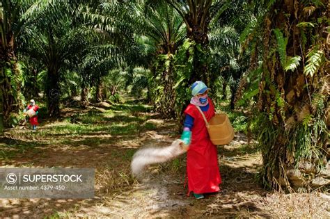 Environmental Concerns Surrounding Oil Palm Plantations