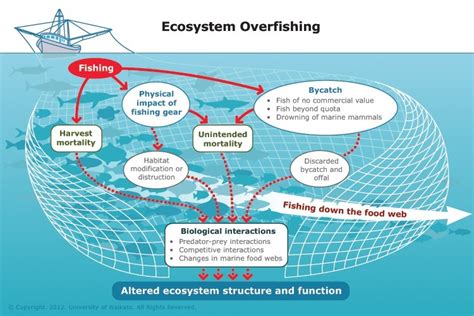 Environmental Consequences: How Fish Theft Impacts Ecosystems