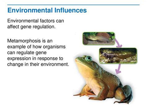 Environmental Factors That Influence Metamorphosis: Unveiling the Role of Nature