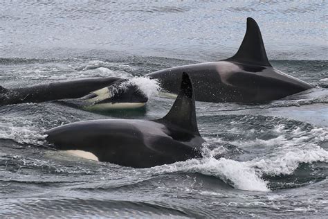 Environmental Impact: Understanding the Importance of Conservation for Orcas