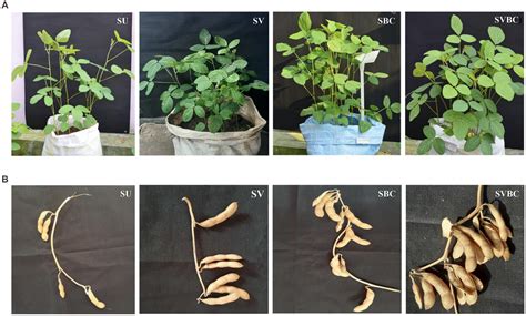 Envisioning the Marvel of Plant Development