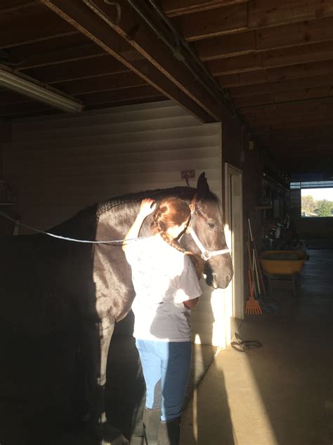 Equine-Assisted Therapy: Exploring Alternative Approaches to Conquering Fear of Serpents