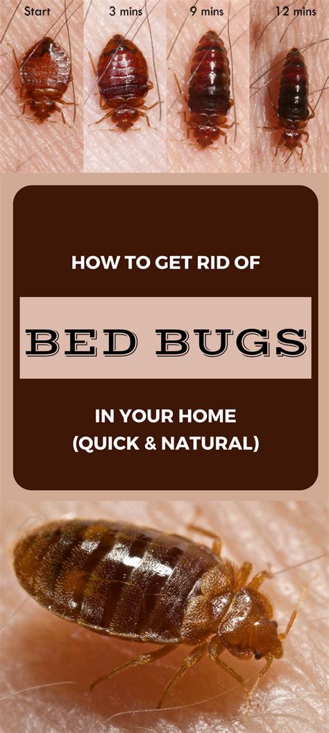 Eradicating the Enemy: Effective Methods for Getting Rid of Bed Bugs