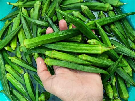 Essential Care and Maintenance: Watering and Fertilizing Okra Plants