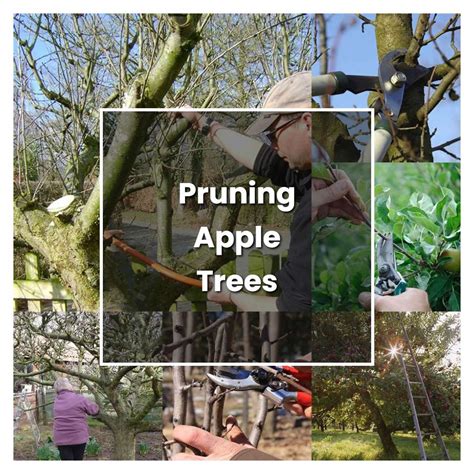 Essential Care and Maintenance Techniques for Apple Trees