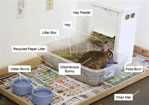 Essential Care and Maintenance for Your Bunny