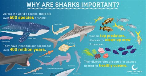 Essential Factors to Consider Before Acquiring a Shark as a Pet