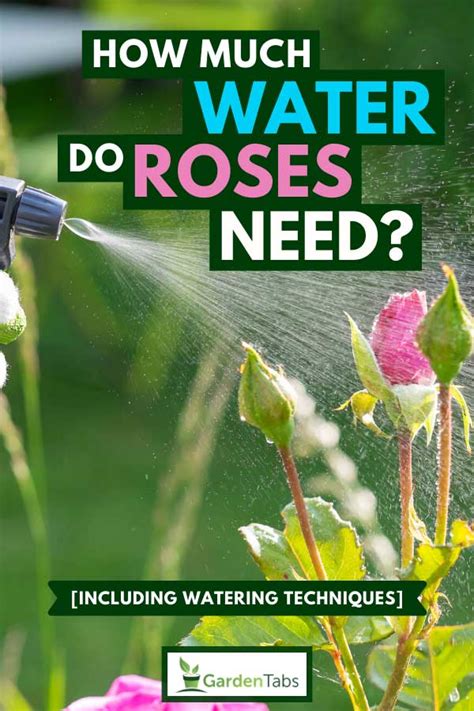 Essential Practices for Ensuring Vibrant and Healthy Rose Plants with Adequate Watering Techniques