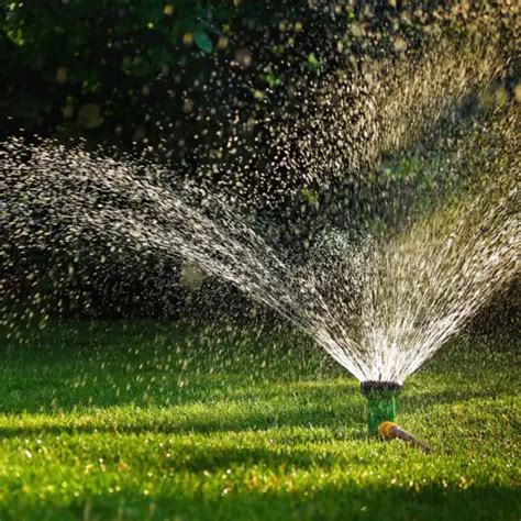 Essential Steps for Proper Watering and Fertilizing