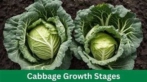 Essential Steps for Successful Cabbage Cultivation