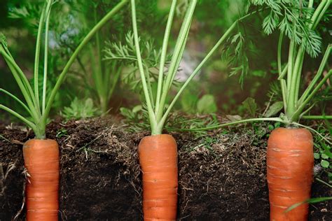 Essential Steps for Successful Carrot Cultivation: Preparing the Soil