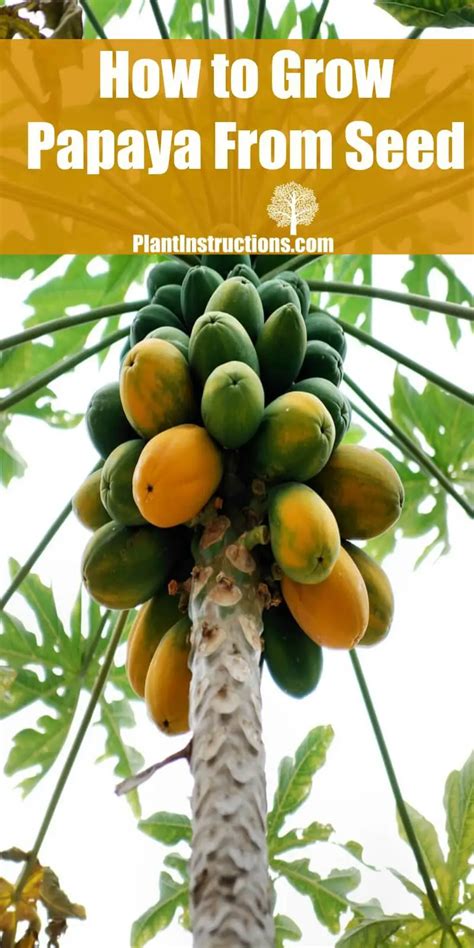 Essential Tips for Planting Papaya Seeds or Seedlings