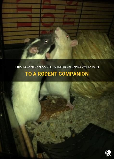 Essential Tips for Securing Your Rodent Companion's Outdoor Environment