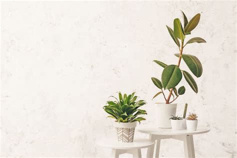 Essential Tips for Successful Indoor Plant Care