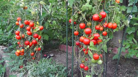 Essential Tomato Care Throughout the Growing Season