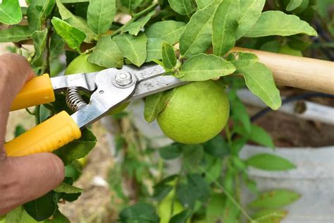 Essential Tools for Harvesting the King of Fruits