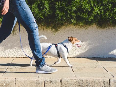 Essential Training Tips for Walking Your Canine Companion