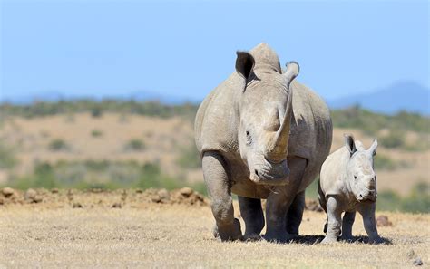 Ethical Wildlife Tourism: Ensuring Rhino Protection