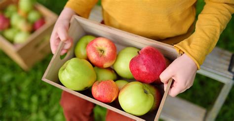 Etiquette for Enjoyable Apple Orchard Visits