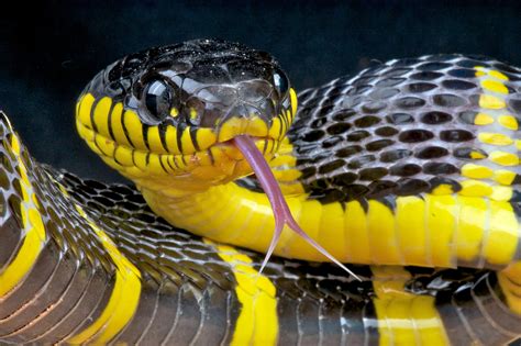 Evaluating the Risks of Having a Pet Cobra