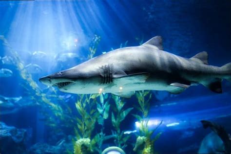 Examining the Emotional Impact of Dreams Involving Shark Attacks