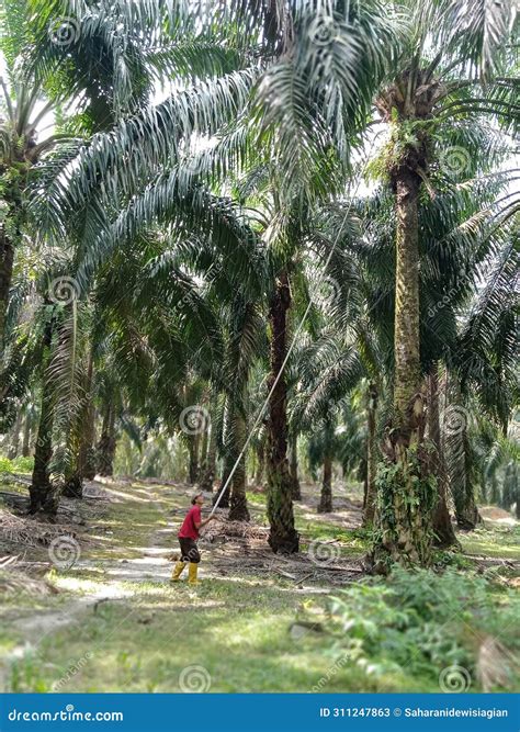 Examining the Environmental Consequences of Harvesting Palm Fruit: Achieving a Balance between Financial Prosperity and Ecological Sustainability