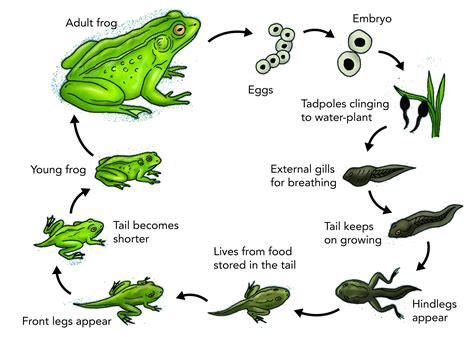 Examining the Intriguing Process of Frog Evolution