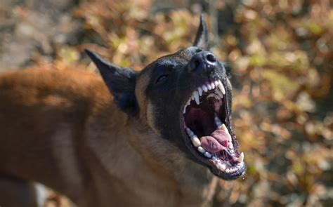 Examining the Link Between Canine Aggression and Personal Relationships