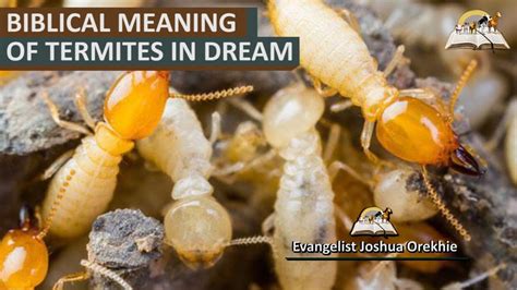 Examining the Role of Fear and Anxiety in Dreaming about Termites