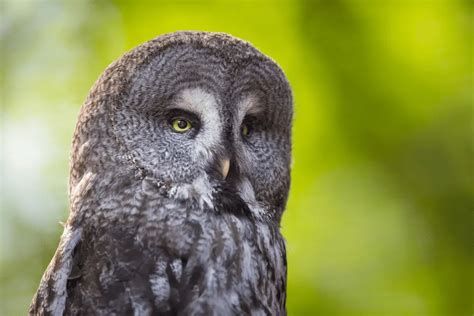 Expenses and Considerations of Having an Owl as a Companion