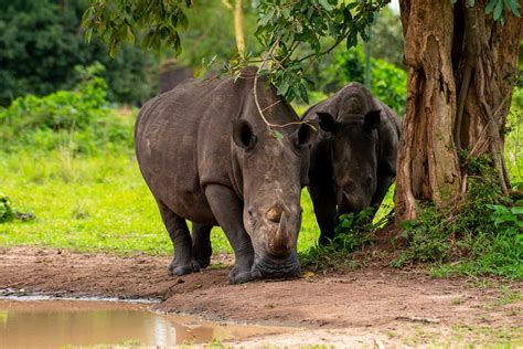 Experience an unforgettable encounter with the majestic rhinoceros