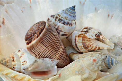 Experience the Delight of Sharing and Receiving Seashells