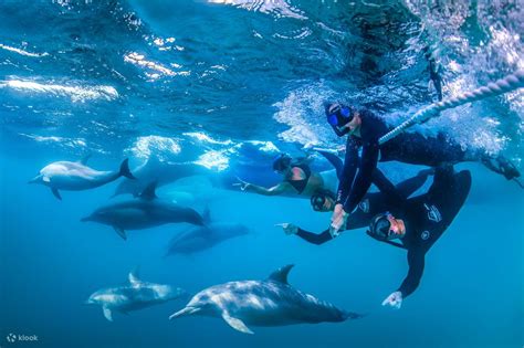 Experience the Excitement of Swimming alongside Dolphins