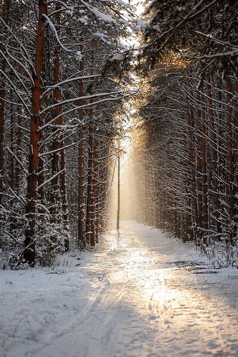 Experience the Revitalizing Power of Strolling through the Enchanting Winter Landscape