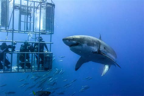 Experience the Wild: Shark Cage Diving