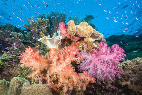 Experience the Wonders: Journey into Pristine Coral Reefs Amidst Tropical Bliss