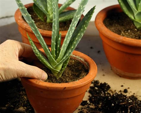 Expert Advice for Cultivating Aloe Vera Plants Indoors