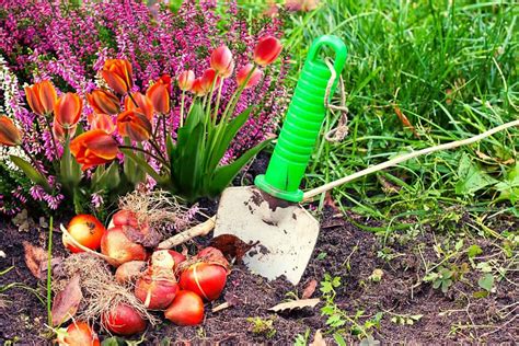 Expert Advice for Planting Tulip Bulbs in Lovely Shades of Pink