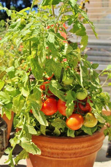 Expert Advice for a Successful Tomato and Pepper Garden