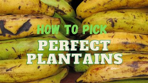 Expert Advice on Choosing the Perfect Plantains