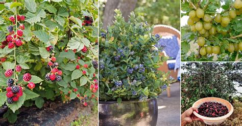 Explore the Abundant World of Untamed Berries