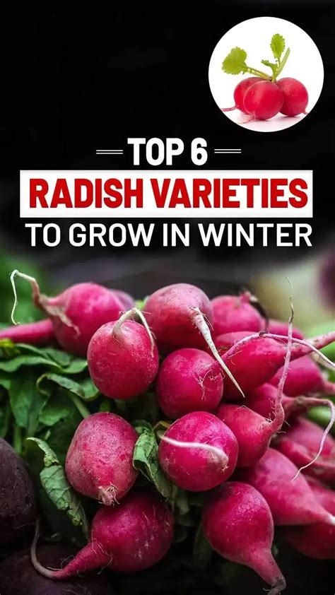 Explore the Array of Radish Varieties