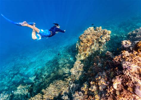 Explore the Art of Freediving for an Unforgettable Experience