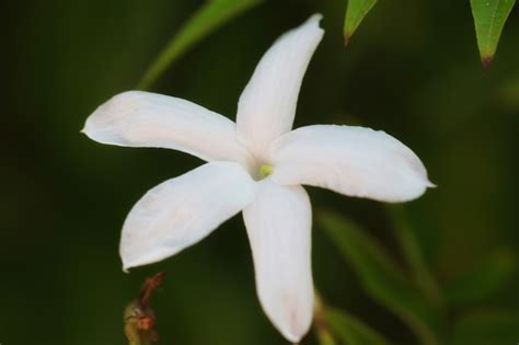 Explore the Delights: Creative Ways and Delicious Recipes Featuring the White Jasmine Plant